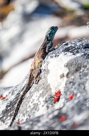 Petit beau lézard coloré mignon dans la nature sauvage sur pierre. Corps de couleur jaune reptile brun, tête bleu turquoise vert. Animaux sauvages d'été dos Banque D'Images