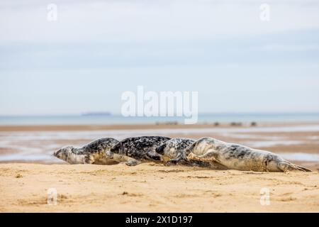 Phoques gris (Halichoerus grypus) au repos sur une plage de la Côte d'Opale, hiver Banque D'Images