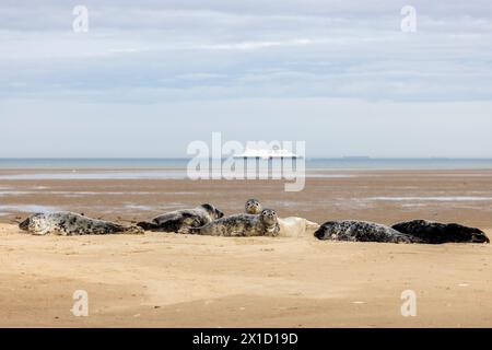 Phoques gris (Halichoerus grypus) au repos sur une plage de la Côte d'Opale, hiver Banque D'Images