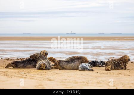 Phoques gris (Halichoerus grypus) au repos sur une plage de la Côte d'Opale, hiver Banque D'Images