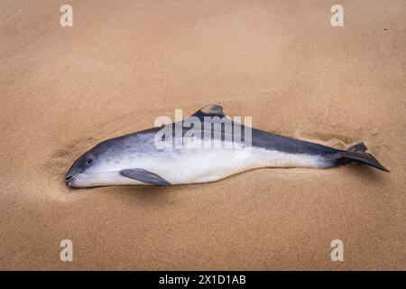 Marsouin commun (Phocoena phocoena) échoué sur une plage de la Côte d'Opale, France, en hiver Banque D'Images