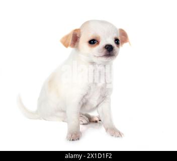 Peu chihuahua in front of white background Banque D'Images