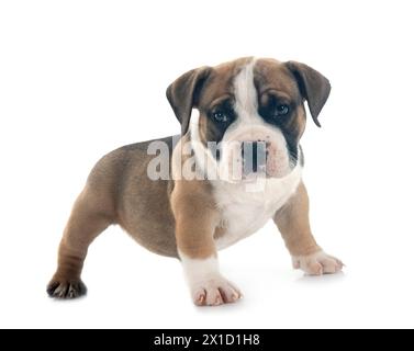 Chiot american bully in front of white background Banque D'Images