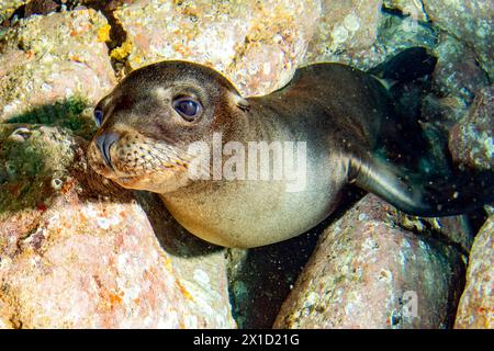 Portrait rapproché d'un lion de mer de californie sous l'eau pendant la plongée aux Galapagos Banque D'Images