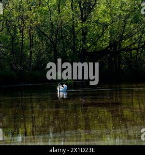 Cygne whooper photographié dans la réserve naturelle de Punta Alberete Banque D'Images