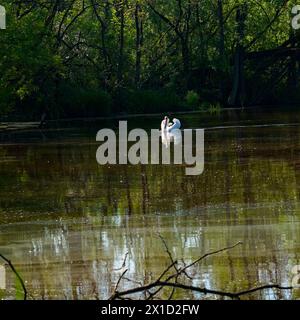 Cygne whooper photographié dans la réserve naturelle de Punta Alberete Banque D'Images