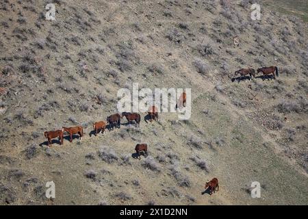 Bétail en plein air. Troupeau de chevaux qui paissent librement, aller dans une rangée sur la colline. Pente de montagne. Ferme biologique, élevage des animaux de pâturage, agriculture. ho Banque D'Images