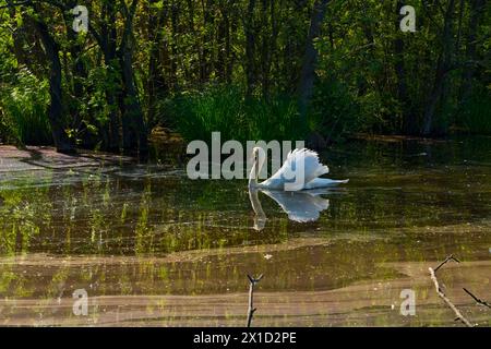 Cygne whooper photographié dans la réserve naturelle de Punta Alberete Banque D'Images