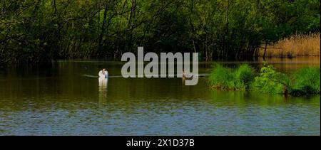 Cygne whooper photographié dans la réserve naturelle de Punta Alberete Banque D'Images