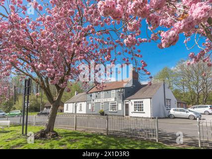 Le soleil printanier et la fleur de cerisier encadrent le Biddick Inn à Fatfield, Washington, Angleterre, Royaume-Uni Banque D'Images