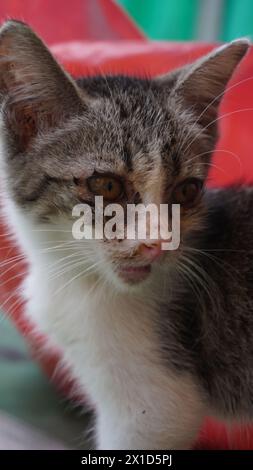 Un petit chat blanc qui était malade et qui tourna la tête Banque D'Images