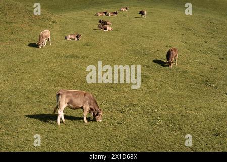 Vaches brunes suisses sur un pâturage en Suisse. Bovins alpins emblématiques Banque D'Images