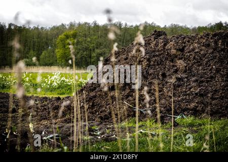 MIERLO - Un tas de fumier sec près d'une prairie à Mierlo. Des règles plus strictes signifient que les agriculteurs sont autorisés à appliquer moins d'engrais sur leurs terres, ce qui pose des problèmes aux petites exploitations. ANP / Hollandse Hoogte / Rob Engelaar pays-bas Out - belgique Out Banque D'Images