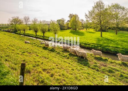 Moutons à cornes au fond de l'Oudelandsedijk dans la périphérie du village de Oude-Tonge, en Hollande méridionale, sur l'île de Goeree-Overflakkee. La photo a été prise au début de la saison printanière. ANP / Hollandse Hoogte / Ruud Morijn pays-bas Out - belgique Out Banque D'Images