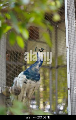 Paon blanc et bleu dans une cage perchée sur un morceau de bois au fond flou Banque D'Images
