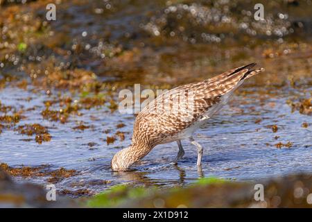 Courlis eurasien, (Numenius arquata), à la recherche de nourriture sous l'eau, avec la lumière du coucher du soleil, Tenerife, îles Canaries Banque D'Images