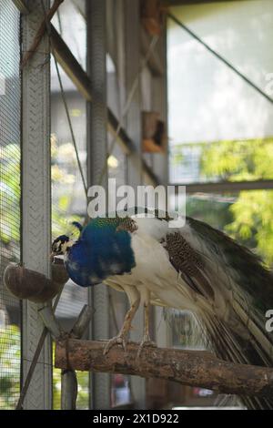 Paon blanc et bleu dans une cage perchée sur un morceau de bois au fond flou Banque D'Images