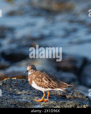 Turnstone rouillé, (Arenaria interpres), en plumage non reproductif, debout sur des roches volcaniques, sur la côte, Tenerife, îles Canaries Banque D'Images