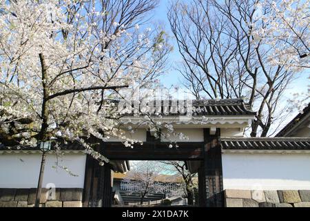 Cerisiers en fleurs et porte Tayasu du château d'Edo à Tokyo, Japon Banque D'Images