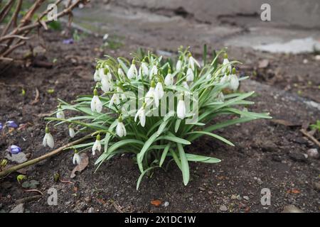 Galanthus, ou Snowdrop, est un petit genre de plantes herbacées vivaces bulbeuses de la famille des Amaryllidaceae. Les plantes ont deux feuilles linéaires et un Banque D'Images