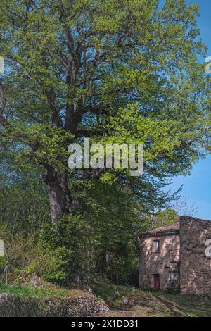 Un chêne centenaire cultivé parmi les ruines de l'ancien monastère de San Pietro Celestino à Roccamontepiano. Roccamontepiano, Abruzzes Banque D'Images