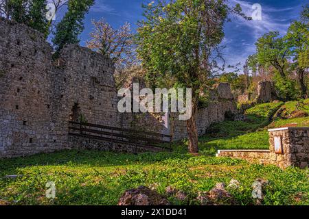 Un chêne centenaire cultivé parmi les ruines de l'ancien monastère de San Pietro Celestino à Roccamontepiano. Roccamontepiano, Abruzzes Banque D'Images