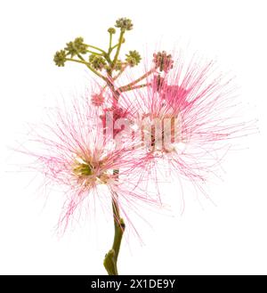 Fleurs d'arbre en soie rose isolées sur blanc Banque D'Images