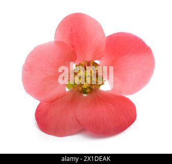 Chaenomeles speciosa fleur isolée sur fond blanc Banque D'Images