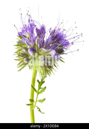 Lacy phacelia isolé sur fond blanc Banque D'Images