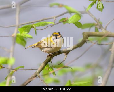 Un mâle commun, Regulus ignicapilla, le plus petit oiseau européen perché sur une branche au printemps, Rhénanie Allemagne Banque D'Images