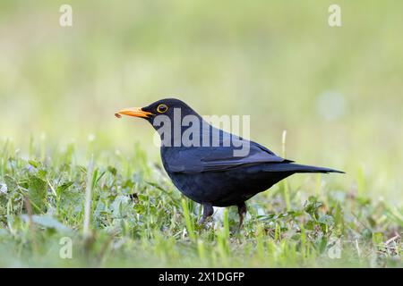 Beau Blackbird mâle sur la pelouse verte, recherche de nourriture dans le parc (Turdus merula) Banque D'Images