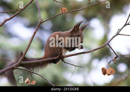 Écureuil roux eurasien mangeant des noix dans l'arbre (Sciurus vulgaris) Banque D'Images