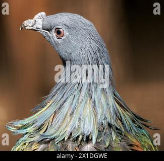 Pigeon de Nicobar, colombe de Nicobar, Kragentaube, Nicobar à camail, Caloenas nicobarica, sörényes galamb Banque D'Images