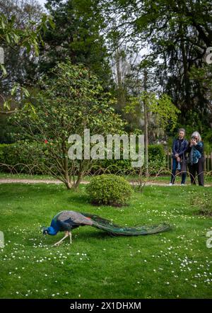 Londres, Royaume-Uni : les gens regardent un paon dans le jardin de Kyoto, un jardin japonais dans Holland Park, un parc dans le quartier londonien de Kensington. Banque D'Images