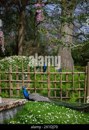 Deux paons dans le jardin de Kyoto, un jardin japonais dans Holland Park, Londres, Royaume-Uni. Holland Park est un parc public situé dans l'arrondissement londonien de Kensington. Banque D'Images