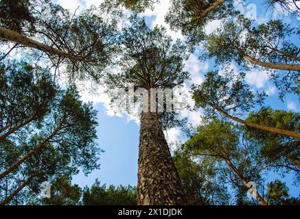 Vue de dessous d'un grand pin et de son tronc avec des branches étalées sur fond de nuages et de ciel bleu Banque D'Images