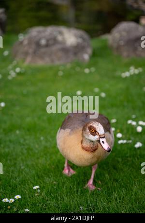 Oie égyptienne (Alopochen aegyptiaca) marchant sur l'herbe avec des marguerites. Vu dans Holland Park, un parc public dans le quartier londonien de Kensington. Banque D'Images