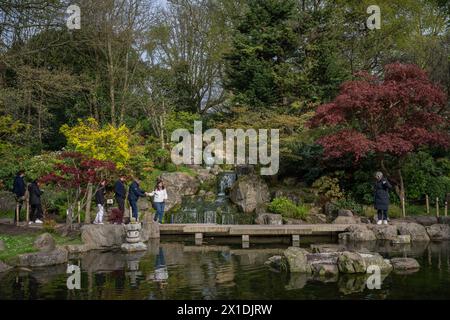 Londres, Royaume-Uni : Kyoto Garden, un jardin japonais à Holland Park, un parc public à Kensington. Les gens traversent un petit pont pour voir la cascade. Banque D'Images