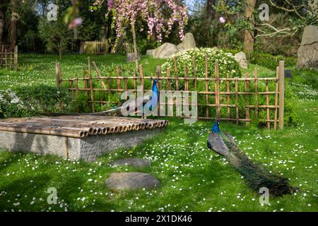 Deux paons dans le jardin de Kyoto, un jardin japonais dans Holland Park, Londres, Royaume-Uni. Holland Park est un parc public situé dans l'arrondissement londonien de Kensington. Banque D'Images