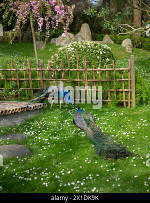 Deux paons dans le jardin de Kyoto, un jardin japonais dans Holland Park, Londres, Royaume-Uni. Holland Park est un parc public situé dans l'arrondissement londonien de Kensington. Banque D'Images