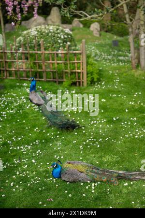 Deux paons dans le jardin de Kyoto, un jardin japonais dans Holland Park, Londres, Royaume-Uni. Holland Park est un parc public situé dans l'arrondissement londonien de Kensington. Banque D'Images