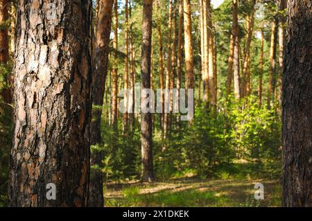 L'écorce d'un pin gros plan éclairé par le soleil sur le fond d'autres troncs de pin et une forêt de pins verts Banque D'Images