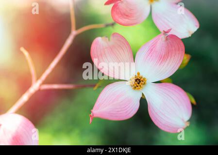 Cornus florida, la fleur rose en fleurs de chien, gros plan. Banque D'Images