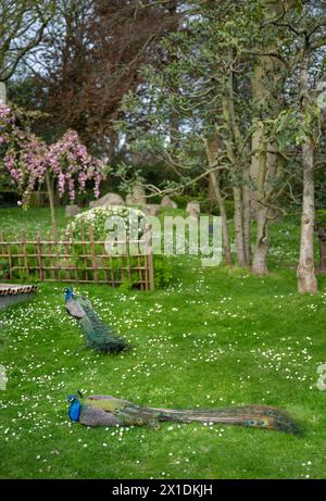 Deux paons dans le jardin de Kyoto, un jardin japonais dans Holland Park, Londres, Royaume-Uni. Holland Park est un parc public situé dans l'arrondissement londonien de Kensington. Banque D'Images