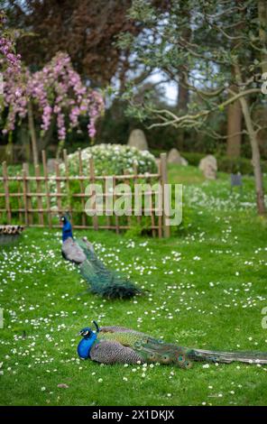 Deux paons dans le jardin de Kyoto, un jardin japonais dans Holland Park, Londres, Royaume-Uni. Holland Park est un parc public situé dans l'arrondissement londonien de Kensington. Banque D'Images