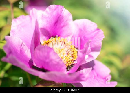 Paeonia lutea x delavayi fleur rose, gros plan. Banque D'Images