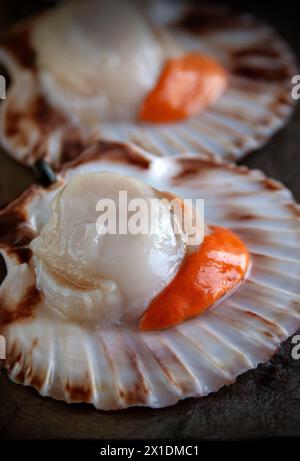 Coquilles Saint-Jacques ( Pecten maximus ) avec oeufs sur des bases de coquille Banque D'Images