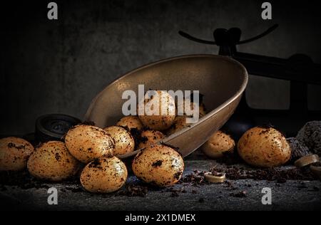 Pommes de terre fraîchement récoltées tombant des balances traditionnelles sur fond sombre Banque D'Images