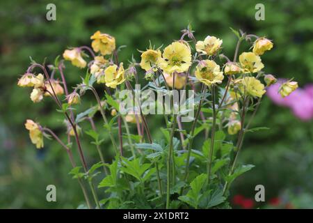 Vue latérale d'un Geum Fluffy Yellow magnifiquement fleuri sur fond flou, gros plan Banque D'Images