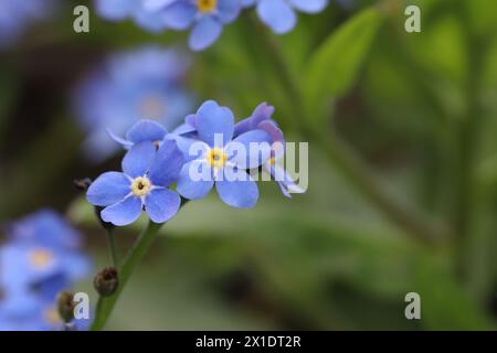 Photo macro de fleurs bleues oubliées, espace de copie Banque D'Images